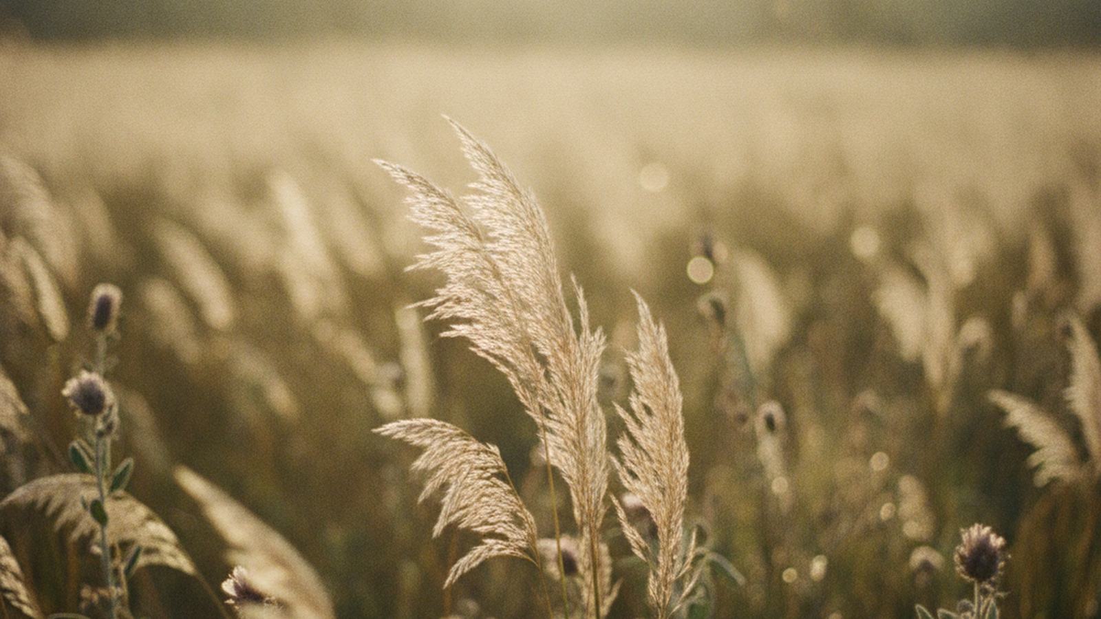Soft meadow grasses backlit by warm morning sun