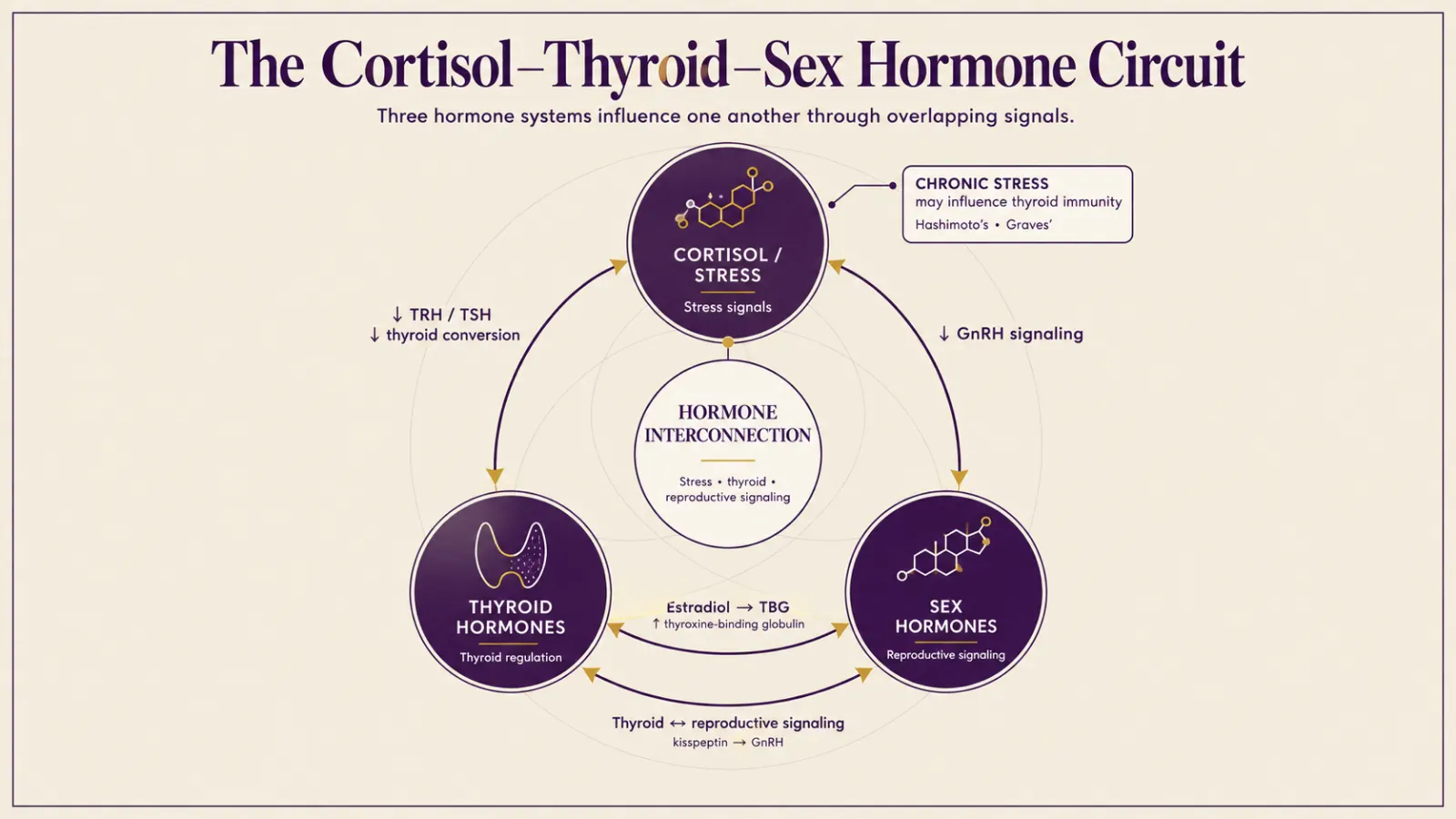 Diagram of the cortisol and thyroid connection, with sex hormones forming a three-way hormone circuit