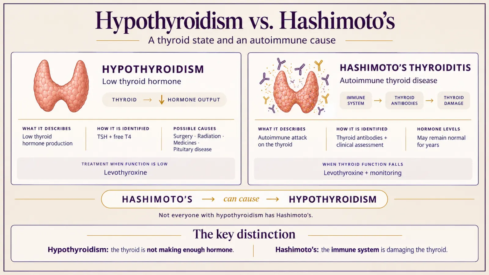 Diagram comparing hypothyroidism, a low thyroid hormone state, with Hashimoto's, the autoimmune cause behind most cases