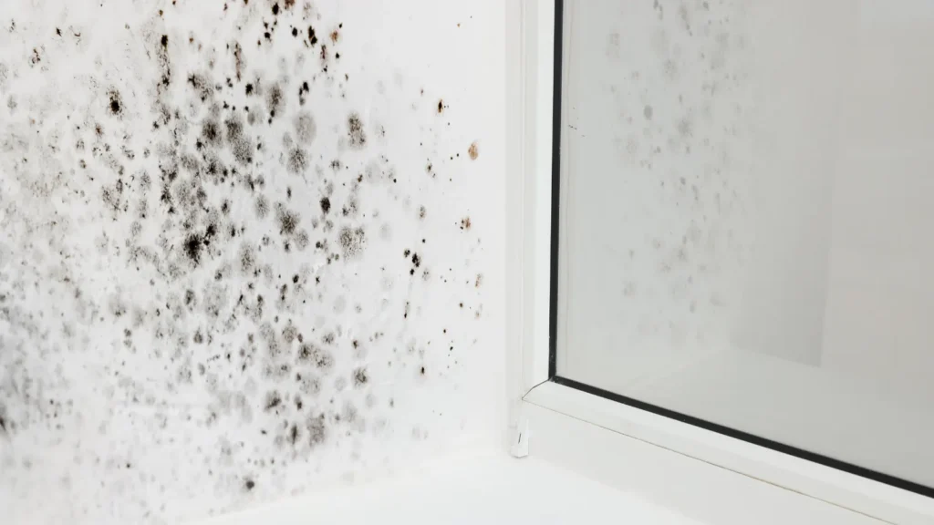 10 Warning Signs of Mold Toxicity: What Evidence Says