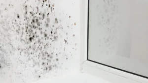 warning signs of mold toxicity