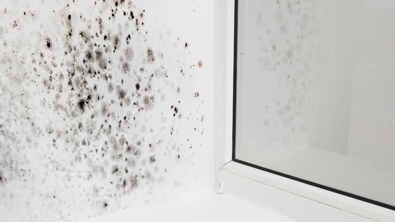 warning signs of mold toxicity