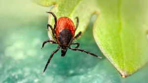 why Lyme tests come back negative